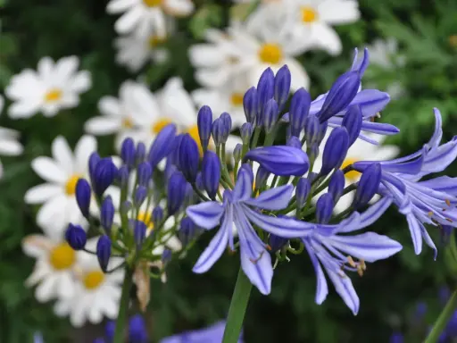 Blå agapanthusblommor blommar framför vita margueriteblommor.