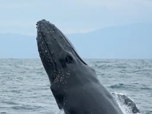 La testa di una balena megattera emerge dall'acqua, con piccole creature marine attaccate alla sua pelle scura.