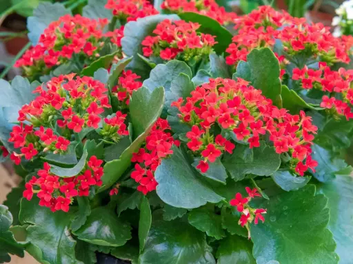 Gros plan sur un kalanchoé intérieur ou extérieur aux fleurs rouges vives et aux feuilles vertes charnues.