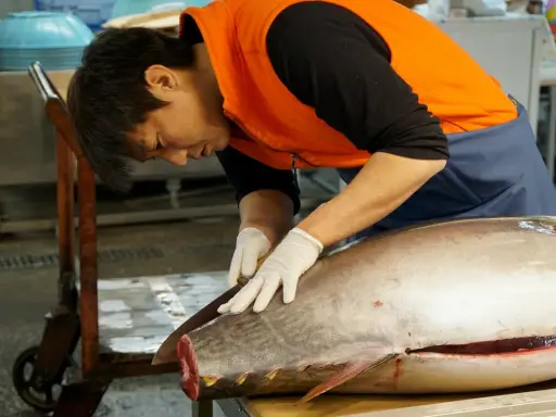Un pescatore esperto lavora su un tonno rosso giapponese, pronto per essere preparato.