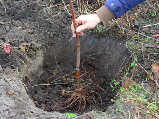 Ein junger Apfelbaum mit Wurzeln wird in ein vorbereitetes Loch im Boden gesetzt. Das Umtopfen ist im Gange.