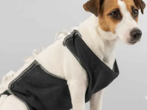 Un adorable Jack Russell porte une tenue noire, peut-être pour l'aider avec son alimentation chien stérilisé.