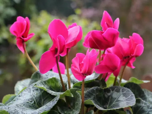 Fleurs roses vives sur une plante en pot extérieur increvable, avec des feuilles vertes mouillées par la pluie.
