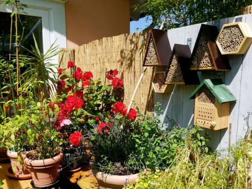 Bienenhotels an einem sonnigen Gartenzaun, umgeben von roten Rosen und Kräutern. Ein Zeichen für die Bedeutung der Eisheiligen für die Pflanzenwelt.