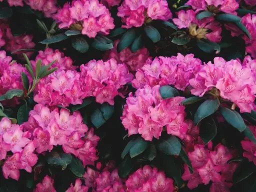 Gros plan sur des rhododendrons roses éclatants. Apprenez comment tailler un rhododendron pour une floraison optimale.