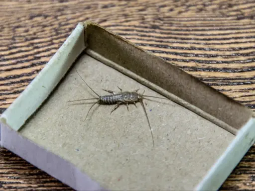 Rybik w pudełku po zapałkach. Szukasz domowych sposobów na rybiki? Ten owad może być uciążliwy.