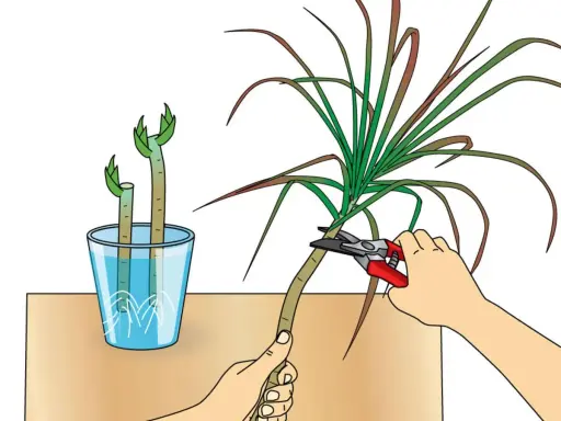 Zwei Stecklinge eines Drachenbaums stehen in Wasser. Eine Hand schneidet mit einer Gartenschere einen weiteren Drachenbaum.