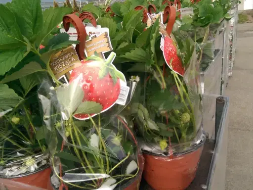 Des fraisiers en pot, prêts à être plantés, avec des étiquettes illustrant de belles fraises rouges.