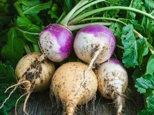 Navets fraîchement récoltés, certains violets et blancs, d'autres jaunes, prêts à être plantés ou cuisinés.