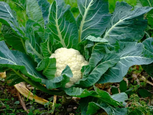 Gros chou-fleur blanc au cœur d'un feuillage vert luxuriant, prêt pour la récolte. La culture de ce légume est un art.