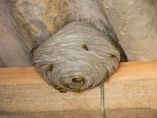 A large, papery eastern yellow jacket ground nest is attached to a corrugated surface, with several yellow jackets crawling on its exterior.
