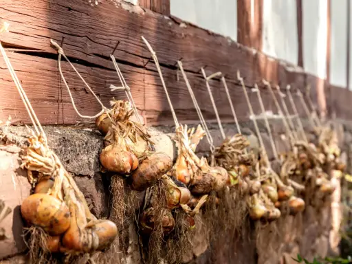 Zwiebeln ernten und lagern: Bundles von Zwiebeln hängen an einer Holzwand, bereit zur Lagerung.