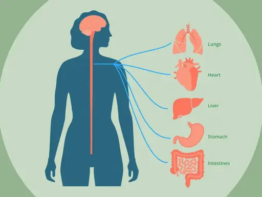 Illustration visar hur vagusnerven kopplar hjärnan till organ som lungor, hjärta, lever, magsäck och tarmar.