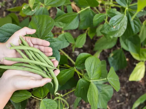 Mains tenant une récolte fraîche de des haricots verts, entourées de feuilles vertes luxuriantes.