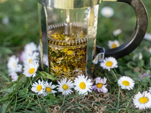 Infusion d'huile de paquerette dans une cafetière à piston, entourée de fleurs de pâquerettes sur l'herbe.
