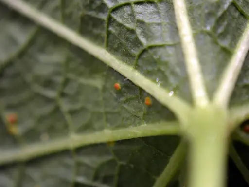 Närbild på ett grönt stockros blad med små orange prickar, troligen ägg eller larver.
