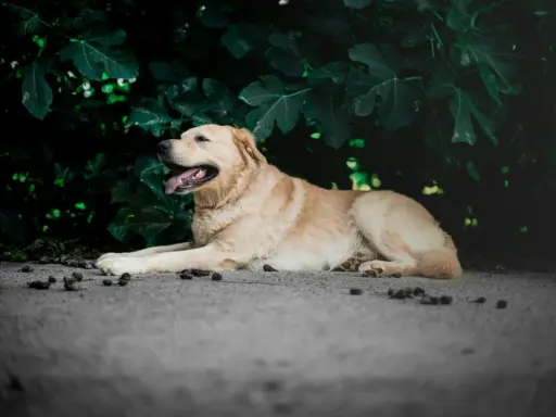 Un chien doré se repose paisiblement, l'air serein. On se demande quand le zylkène effet au bout de combien de temps se fera sentir pour qu'il soit si calme.
