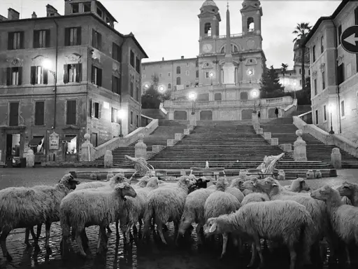 Un gregge di pecore occupa Piazza di Spagna, Roma. Un **scianna fotografo** cattura questo insolito scenario notturno.