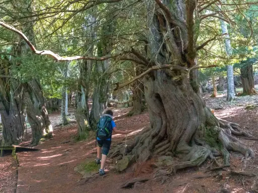 Senderista camina entre los árboles milenarios de la tejeda de Tosande, admirando sus retorcidas raíces y troncos.