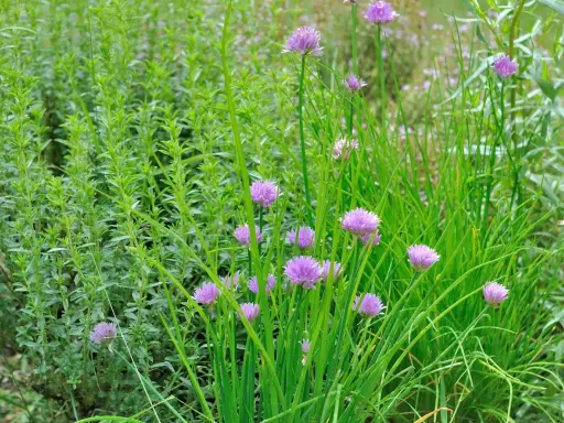 Un jardin d'herbes aromatiques prospère à l'ombre, avec des ciboulettes en fleurs et une plante verte dense.