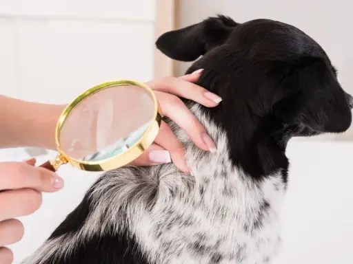 Main d'une personne examinant le pelage d'un chien avec une loupe, à la recherche de poux broyeur chien.