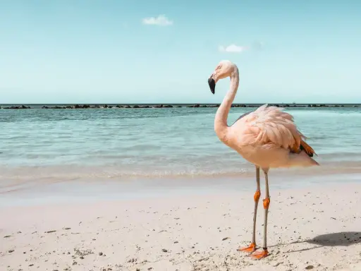 Ein rosa Flamingo steht am Strand von Aruba. Das Meer glitzert, der Himmel ist blau.