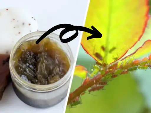 Savon noir artisanal et une branche de rosier infestée de pucerons. Une solution naturelle pour lutter contre les pucerons.