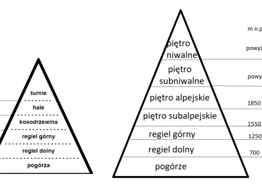 Schematyczne piramidy ukazujące piętra roślinności w Tatrach: od pogórza po piętro niwalne, z podziałem na regle, kosodrzewinę, hale i turnie.
