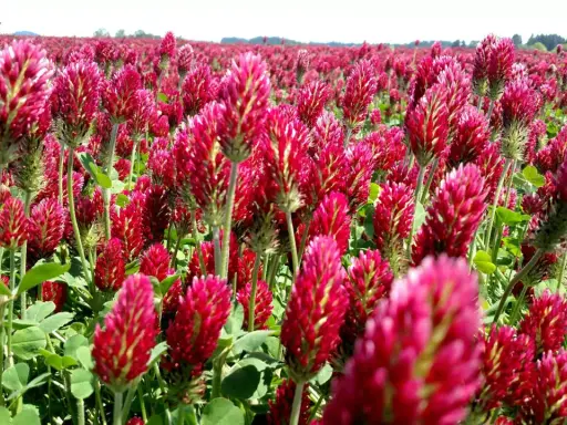 A field of vibrant crimson clover in full bloom. The dense planting suggests a focus on optimal crimson clover seeding rate for a lush ground cover.