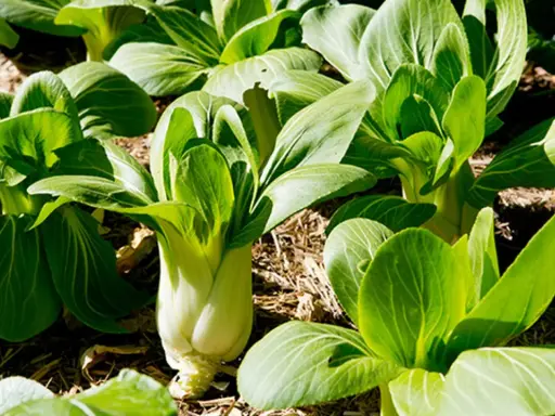 Plantas de bok choy listas para cosechar, perfectas verduras de invierno para plantar.
