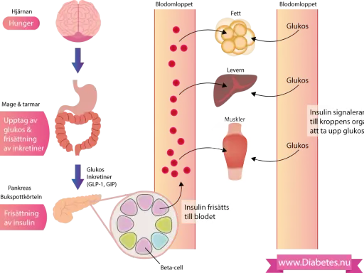 Diagram som visar hur kroppen hanterar glukos och insulin. Insulin frisätts för att reglera blodsockret, viktigt vid gravid diabetes.