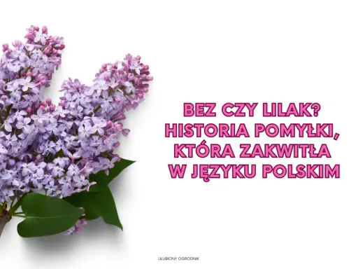Gałązka bzu z fioletowymi kwiatami na białym tle.