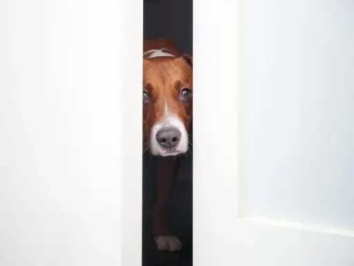 Mon chien, un Jack Russell, observe prudemment par l'entrebâillement d'une porte. Il semble prêt à bondir sur les inconnus.