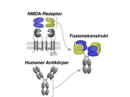 Schema zeigt NMDA-Rezeptor, humanen Antikörper und ein Fusionskonstrukt, das beide kombiniert.
