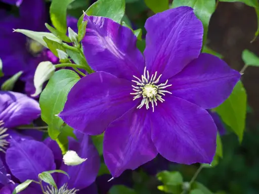 Gros plan sur une magnifique clématite en pot, ses pétales d'un violet profond s'ouvrant sur un cœur jaune éclatant.