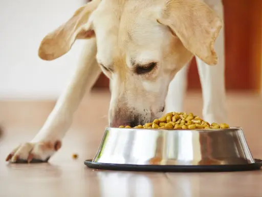 Un labrador mange avec appétit dans sa gamelle. Un vrai **royal canin avis** positif pour ce chien gourmand.