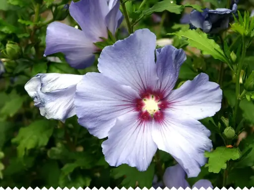 Fleurs de *Hibiscus syriacus* bleues et violettes, avec un cœur rouge profond, sur fond de feuilles vertes.