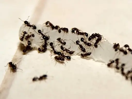 A swarm of cornfield ants congregates on a white, crumbly substance, working together to carry it away.