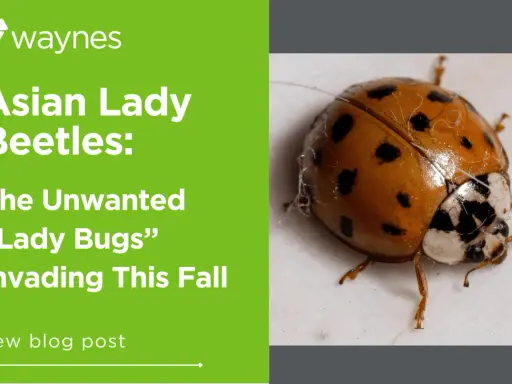 Close-up of an Asian lady beetle, a common pest. Learn interesting Asian lady beetle facts and how to deal with their fall invasion.