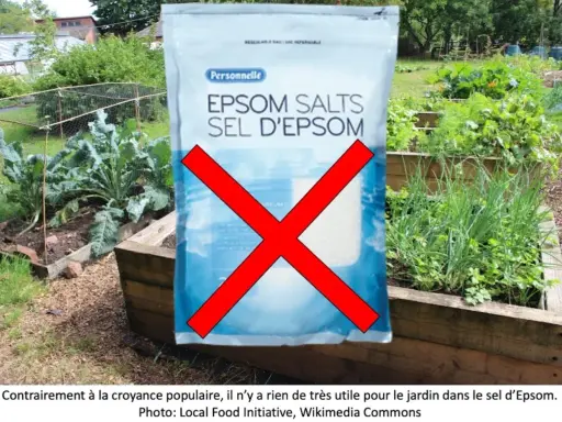 Sac de sel d'Epsom barré d'une croix rouge. Le texte indique que le sel d'Epsom n'est pas utile pour le jardin, contredisant la croyance populaire. Attention aux sels d'Epsom danger pour votre jardin.