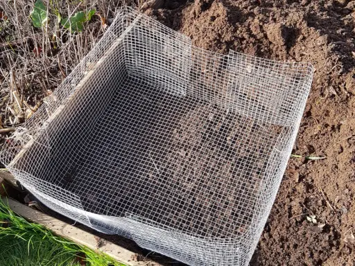Un carré de grillage protège le potager des mulots.