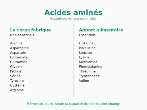 Tableau comparant les acides aminés essentiels et non essentiels. Le corps fabrique les non essentiels, tandis que les essentiels proviennent de l'apport alimentaire.
