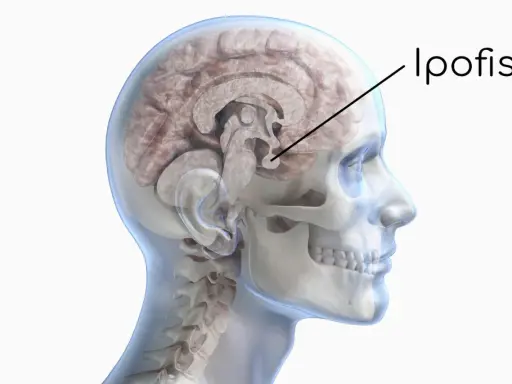 Sezione del cervello umano che evidenzia l'ipofisi. Un tumore ipofisi sintomi può manifestarsi con disturbi visivi o ormonali.