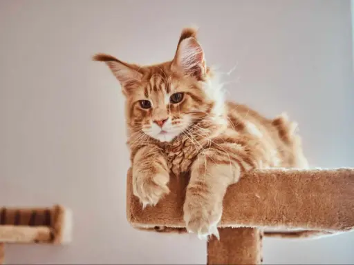 Rudy kot Maine Coon, którego wiek można ocenić po jego młodzieńczym spojrzeniu, leży na drapaku.