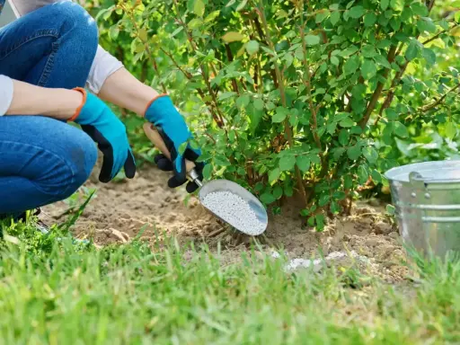 Osoba w rękawiczkach rozsypuje nawóz wokół krzewu.
