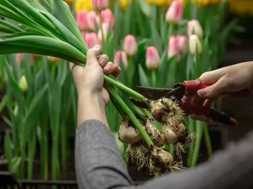 Ręce przycinają cebulki tulipanów, przygotowując je do sadzenia. W tle kwitnące różowe i żółte tulipany. Idealny czas, kiedy sadzić tulipany, to jesień.