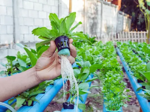 Main d'une personne tenant une plante avec de longues racines, dans un système de cycle d'arrosage hydroponie.