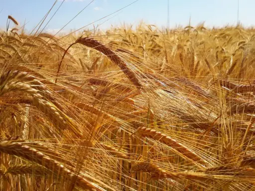 Golden barley field under a blue sky. This image evokes the feeling of summer and the question of when to plant barley for a bountiful harvest.