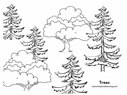 Black and white line drawing of various trees, including pine trees and deciduous trees, suitable for coloring.