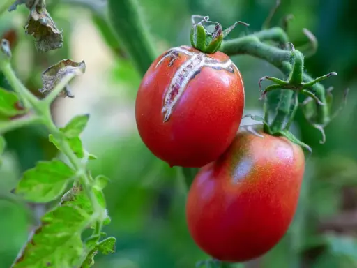Tomate cornue des Andes affectée par une maladie, montrant des craquelures sur la peau.